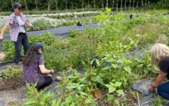 Volunteers Weeding At The Community Garden
