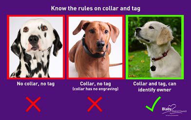Infographic of the collar and tag law