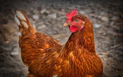 Avian Flu