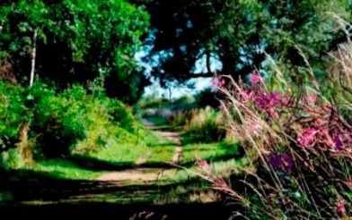 Fosse Meadows pathway