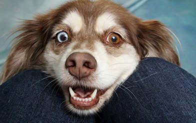 Dog image