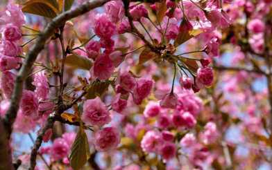 Crab Apple Tree