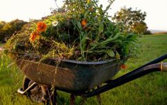 Garden Waste In A Wheelbarrow