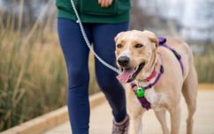 Dog On A Lead (3)