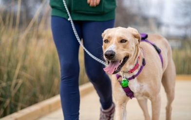Dog On A Lead (3)