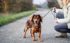 Dog Being Walked On Lead (1)