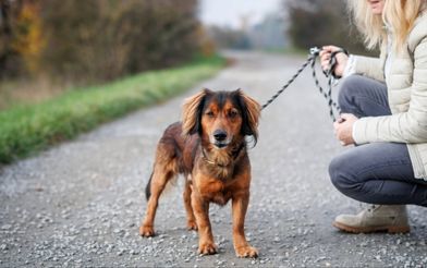 Dog Being Walked On Lead (1)