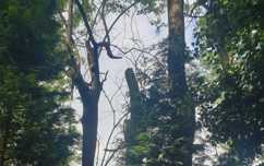 Tree Protection Order in Glenfield