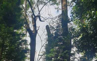 Tree Protection Order in Glenfield