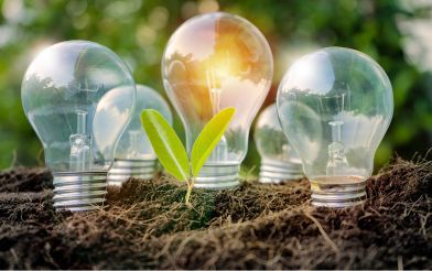 Lightbulbs and a sprouting plant